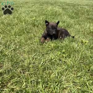Pittsburgh, Belgian Malinois Puppy