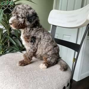 Tina, Standard Poodle Puppy