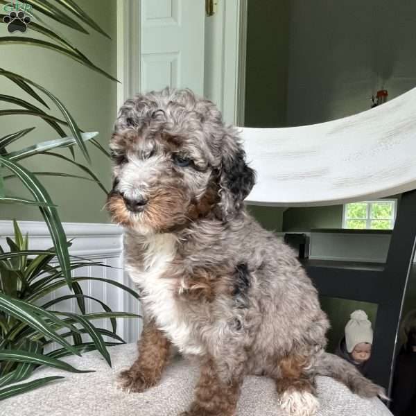 Tina, Standard Poodle Puppy