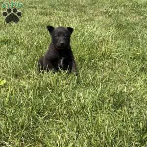 Boulder, Belgian Malinois Puppy