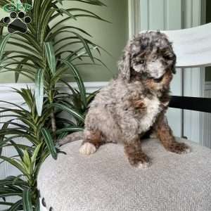 Tina, Standard Poodle Puppy
