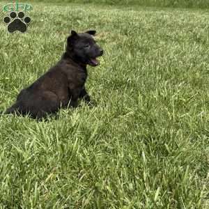 Boulder, Belgian Malinois Puppy