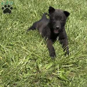 Boulder, Belgian Malinois Puppy