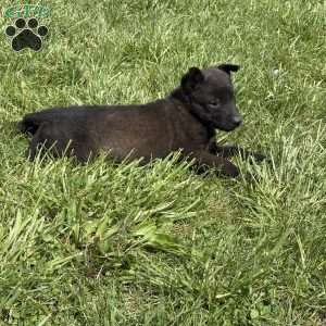 Boulder, Belgian Malinois Puppy