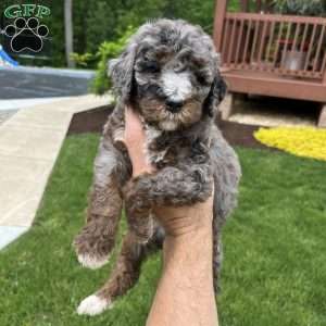 Tina, Standard Poodle Puppy