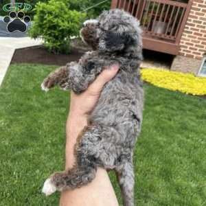 Tina, Standard Poodle Puppy