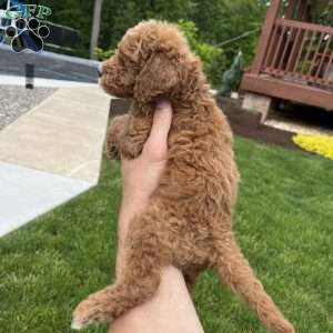 Charlie, Standard Poodle Puppy