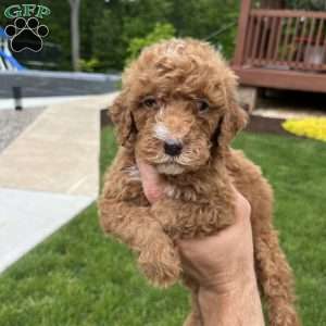 Charlie, Standard Poodle Puppy