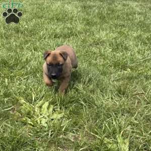 Boulder, Belgian Malinois Puppy