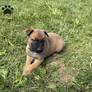 Boulder, Belgian Malinois Puppy