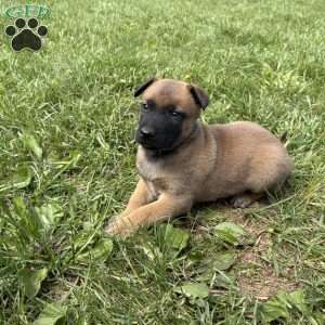 Boulder, Belgian Malinois Puppy