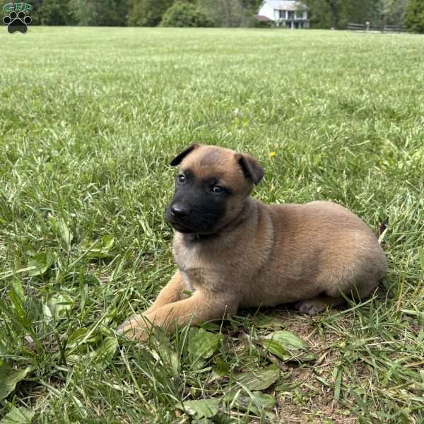 Boulder, Belgian Malinois Puppy