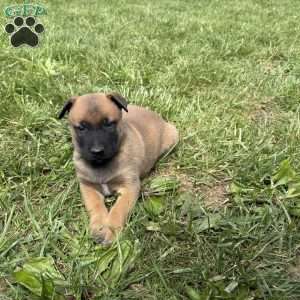 Boulder, Belgian Malinois Puppy