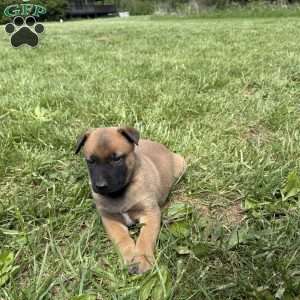 Boulder, Belgian Malinois Puppy