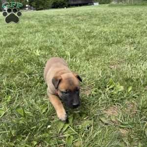 Boulder, Belgian Malinois Puppy