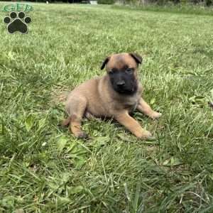 Boulder, Belgian Malinois Puppy