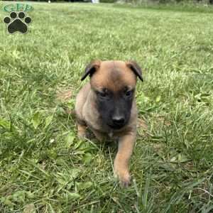 Boulder, Belgian Malinois Puppy