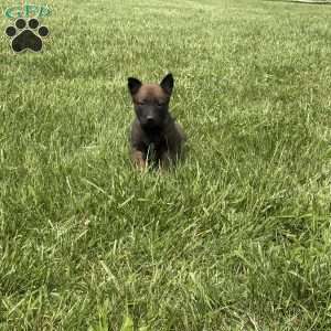 Jackson, Belgian Malinois Puppy