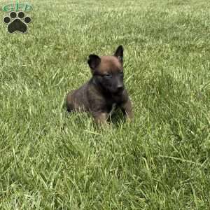 Jackson, Belgian Malinois Puppy