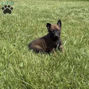 Jackson, Belgian Malinois Puppy