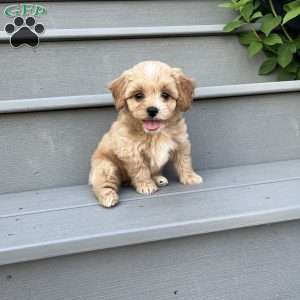 Raine, Forever Puppy
