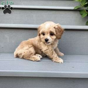 Raine, Forever Puppy