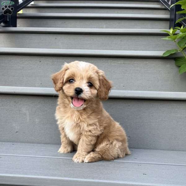 Raine, Forever Puppy