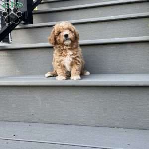 Roy, Forever Puppy