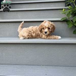 Roy, Forever Puppy