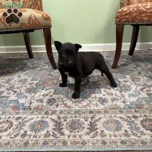 Boulder, Belgian Malinois Puppy