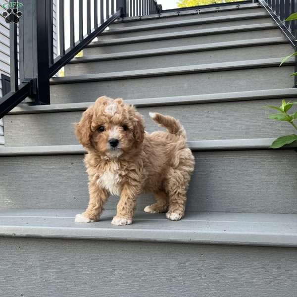 Roy, Forever Puppy