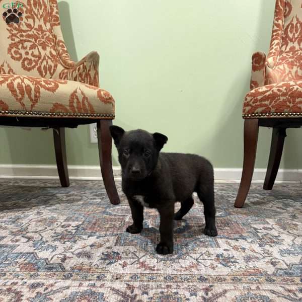 Boulder, Belgian Malinois Puppy
