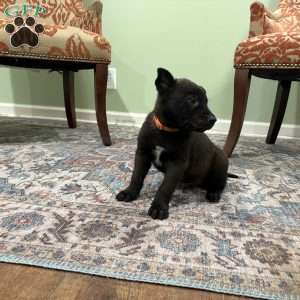 Boulder, Belgian Malinois Puppy