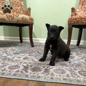Boulder, Belgian Malinois Puppy