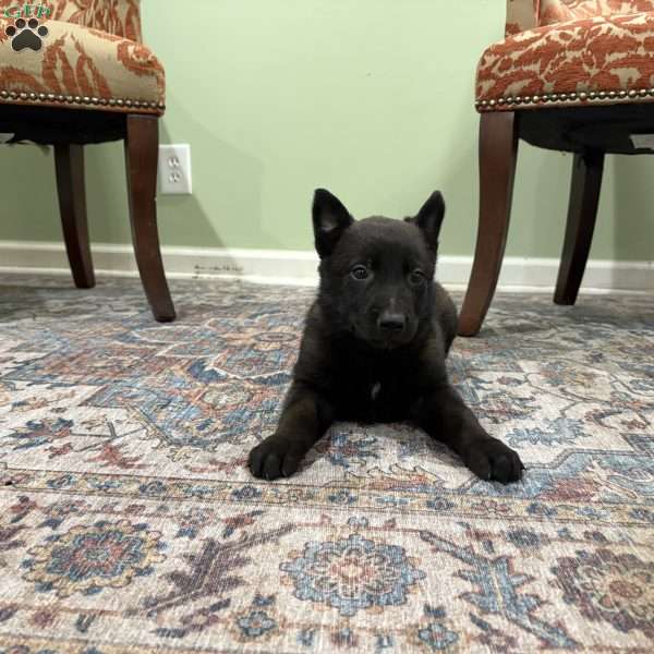 Juneau, Belgian Malinois Puppy