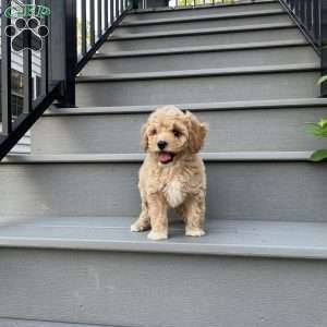 Rascal, Forever Puppy