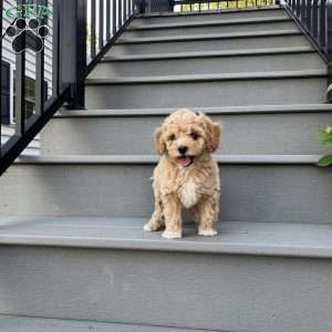 Rascal, Forever Puppy