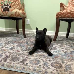 Juneau, Belgian Malinois Puppy