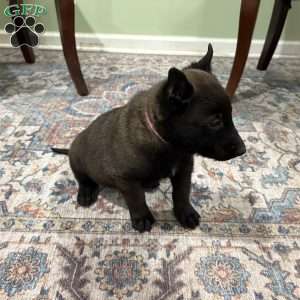 Juneau, Belgian Malinois Puppy