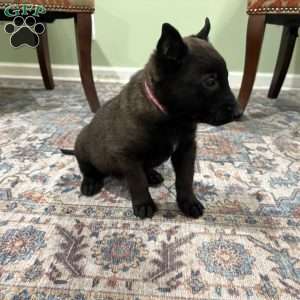 Juneau, Belgian Malinois Puppy