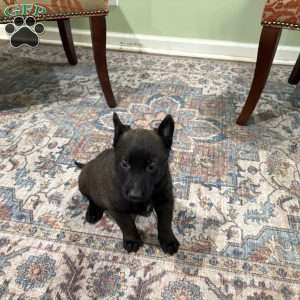 Juneau, Belgian Malinois Puppy