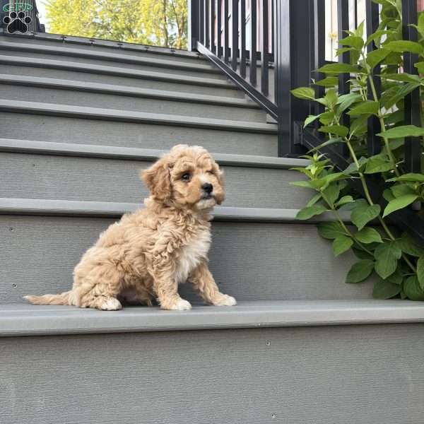 Rascal, Forever Puppy