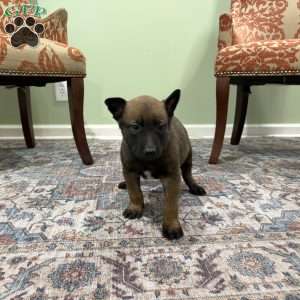 Jackson, Belgian Malinois Puppy