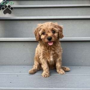 Ricky, Forever Puppy