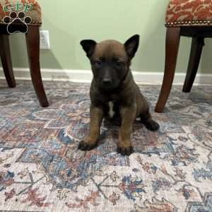 Jackson, Belgian Malinois Puppy
