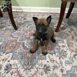 Jackson, Belgian Malinois Puppy