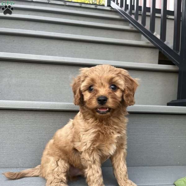 Ricky, Forever Puppy