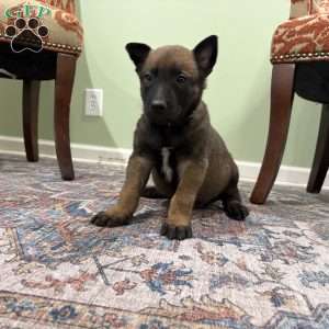 Jackson, Belgian Malinois Puppy