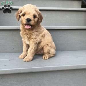Roger, Forever Puppy
