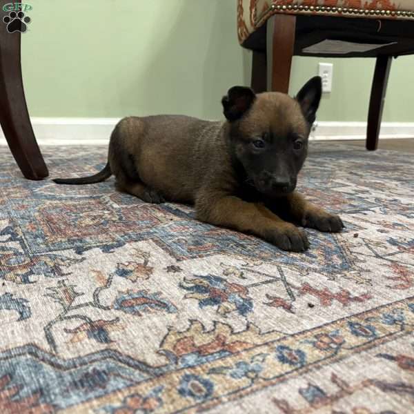 Jackson, Belgian Malinois Puppy